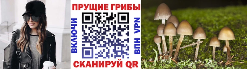 Галлюциногенные грибы Psilocybine cubensis Нягань